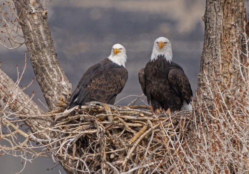 Exploring the Best Birdwatching Spots in Summit County, Ohio